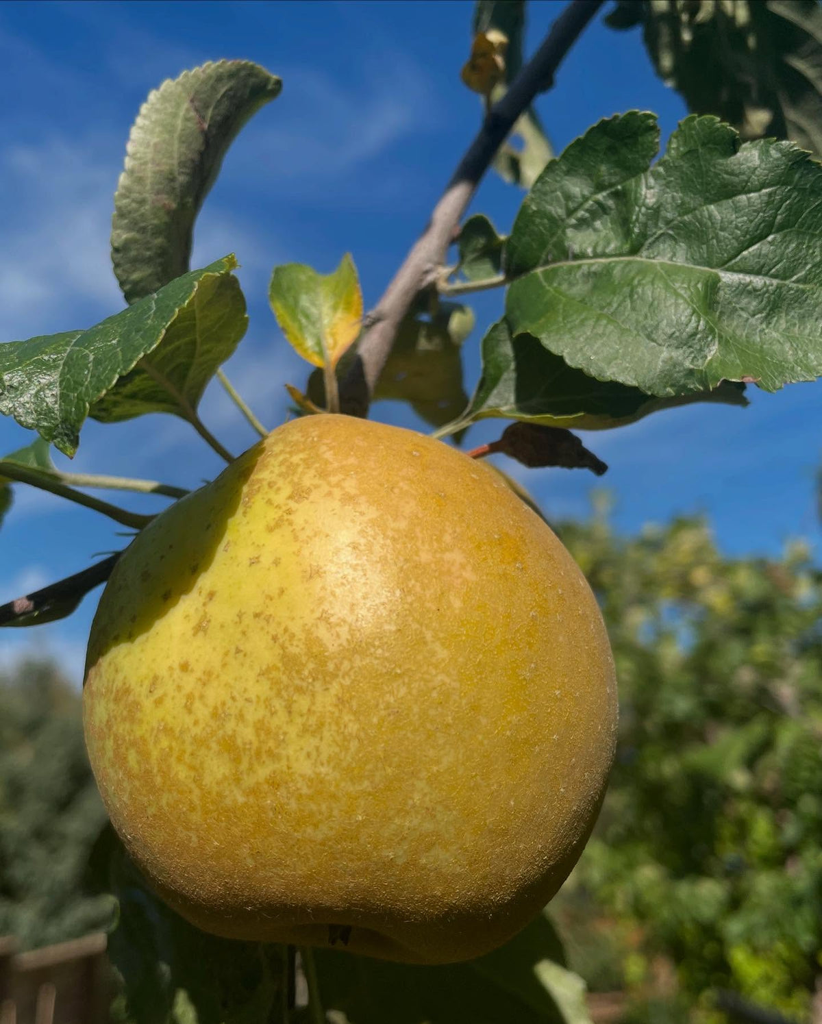 morden russet, image 2 of 3