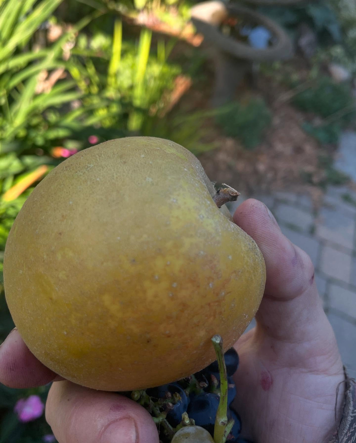 morden russet, image 3 of 3