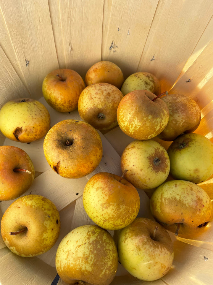 Morden Russet apple fruit