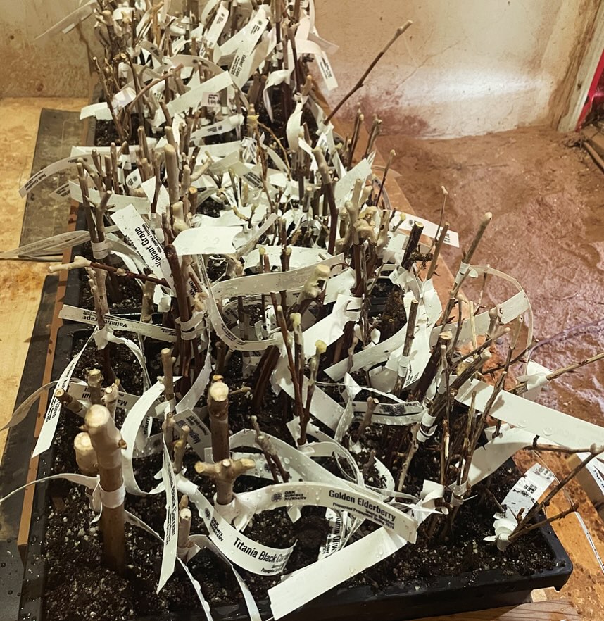 more hardwood cuttings while the weather is right