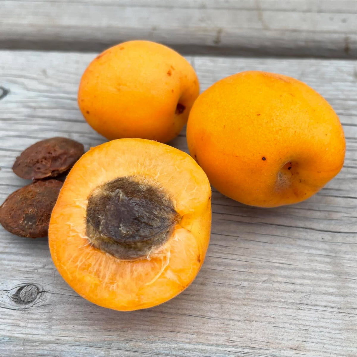 more photos of baker’s gold apricot, image 1 of 2