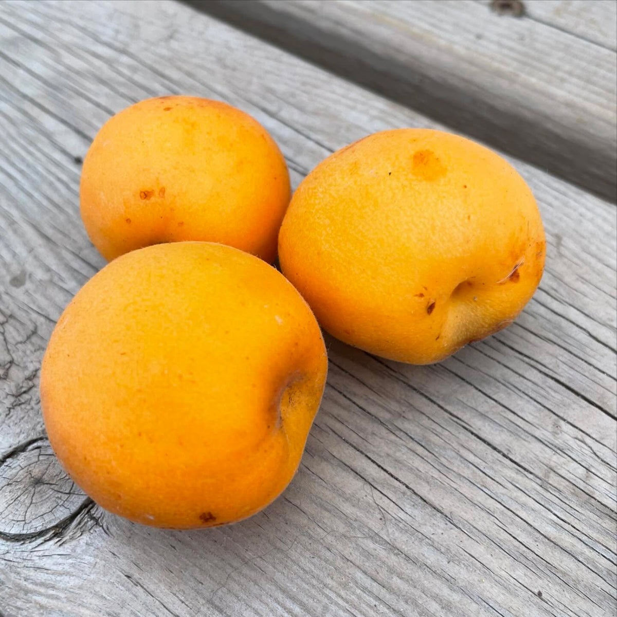 more photos of baker’s gold apricot, image 2 of 2