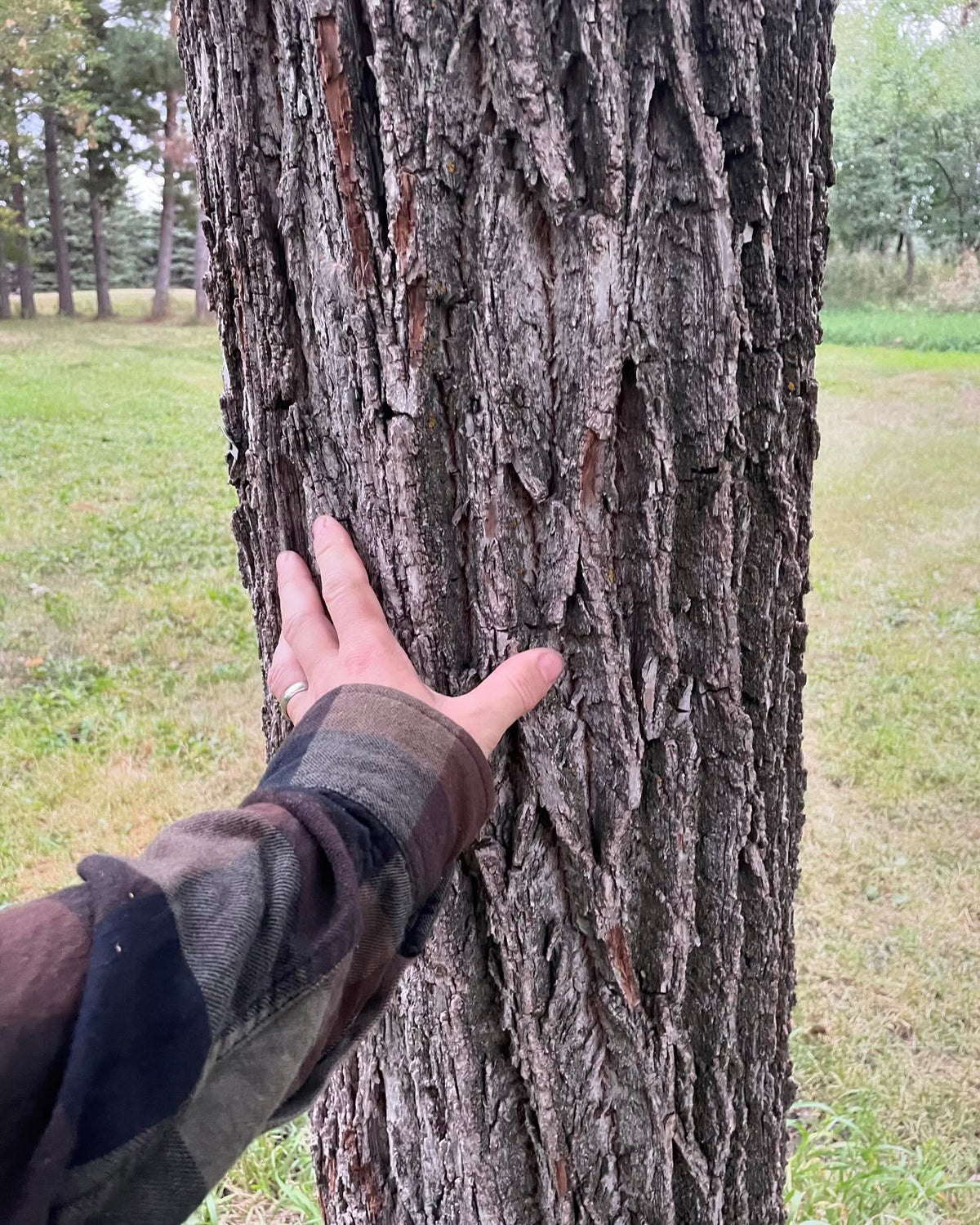 more photos of this black walnut growing at the local research station, large and full of nuts this year, image 1 of 4