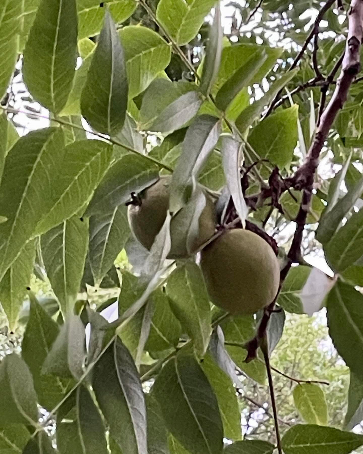 more photos of this black walnut growing at the local research station, large and full of nuts this year, image 2 of 4