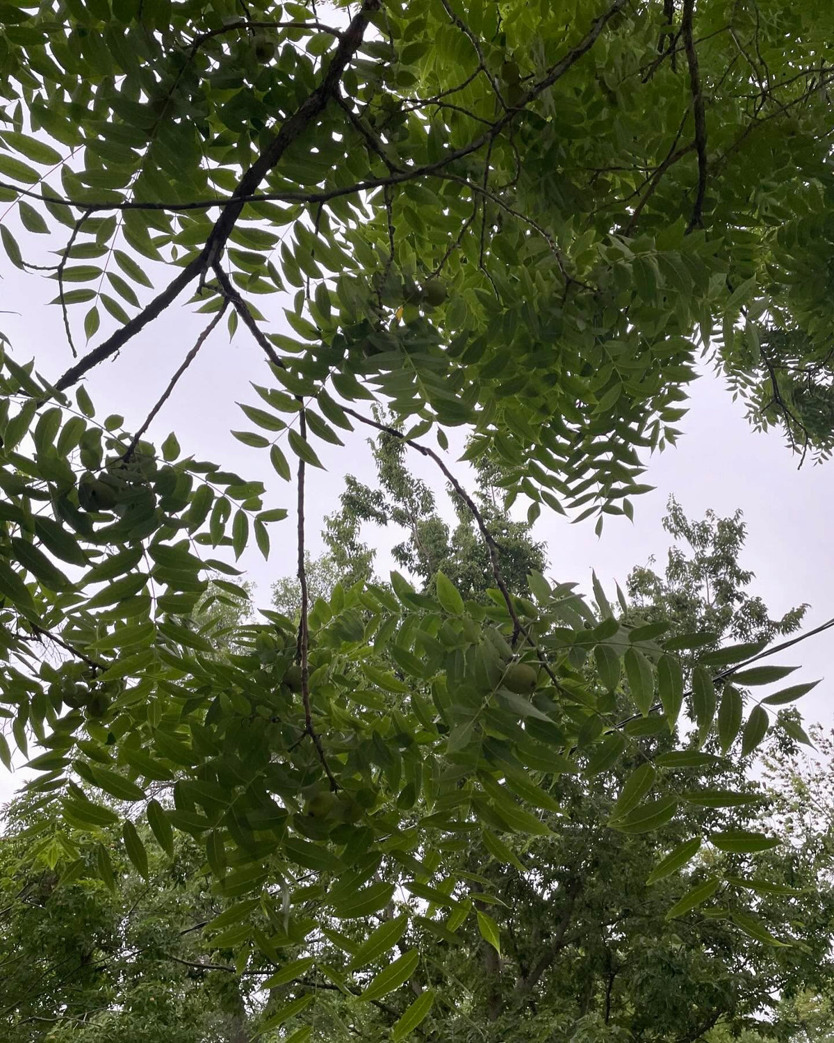 more photos of this black walnut growing at the local research station, large and full of nuts this year, image 3 of 4