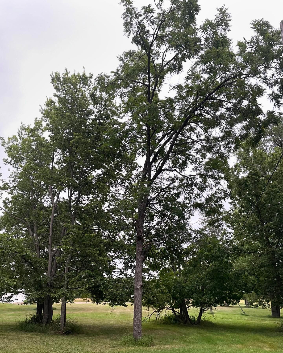 more photos of this black walnut growing at the local research station, large and full of nuts this year, image 4 of 4