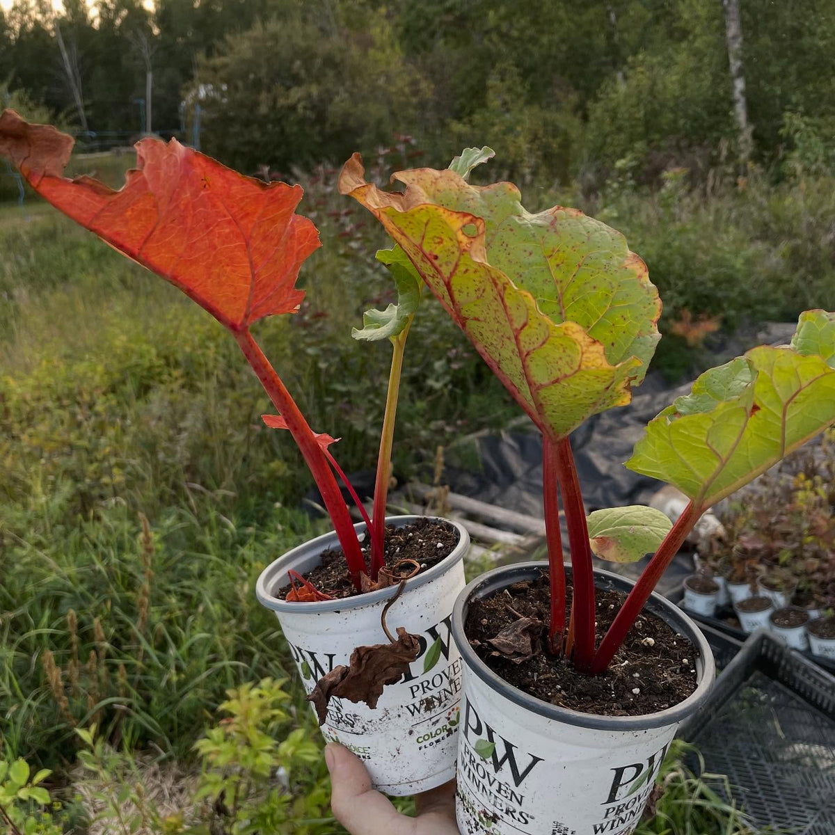 more plants for the fall sale, image 1 of 9