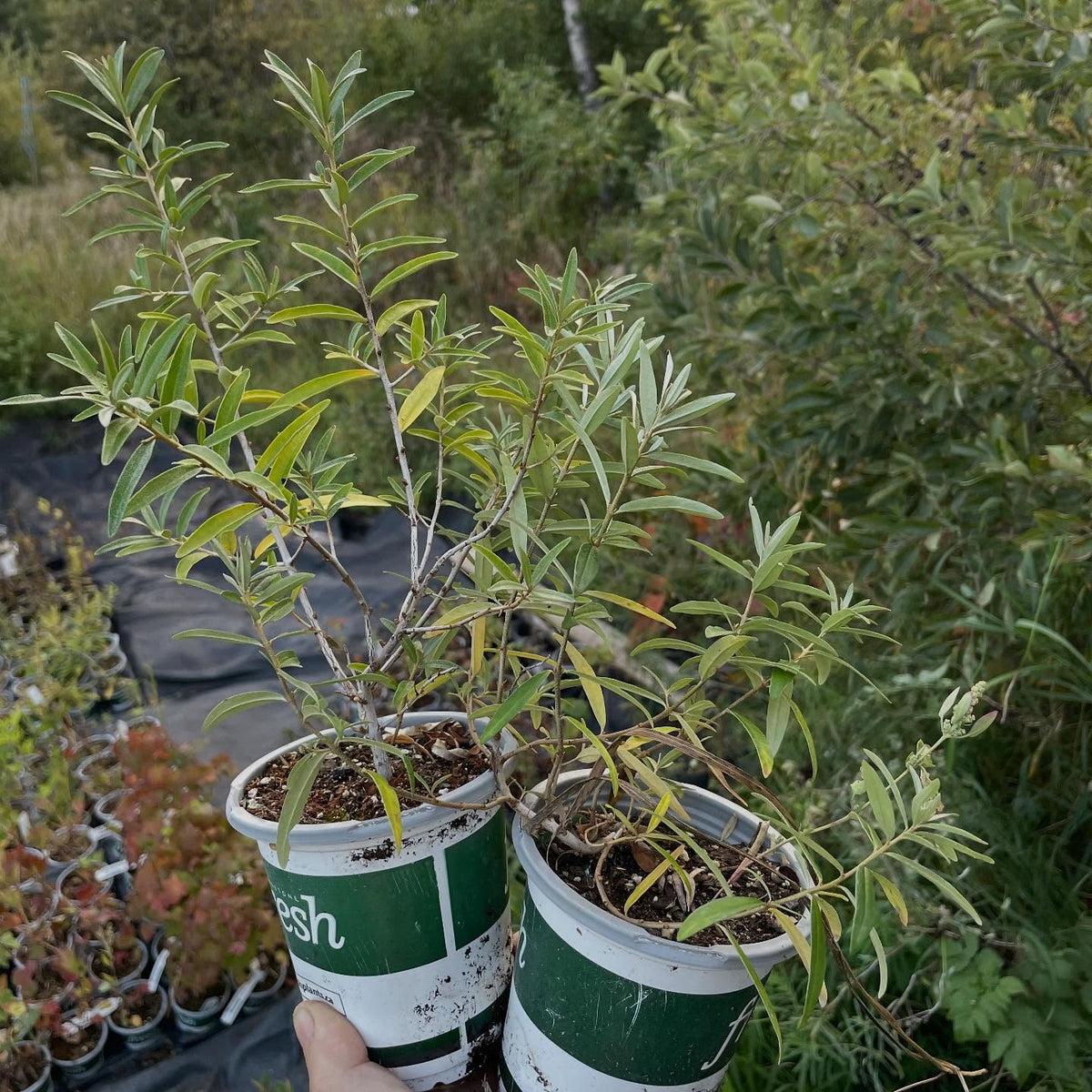 more plants for the fall sale, image 2 of 9