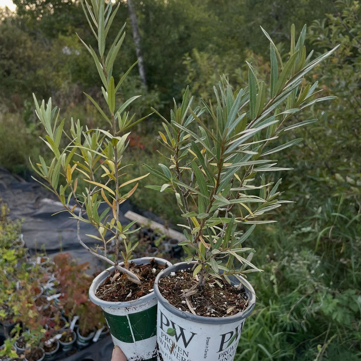 more plants for the fall sale, image 3 of 9