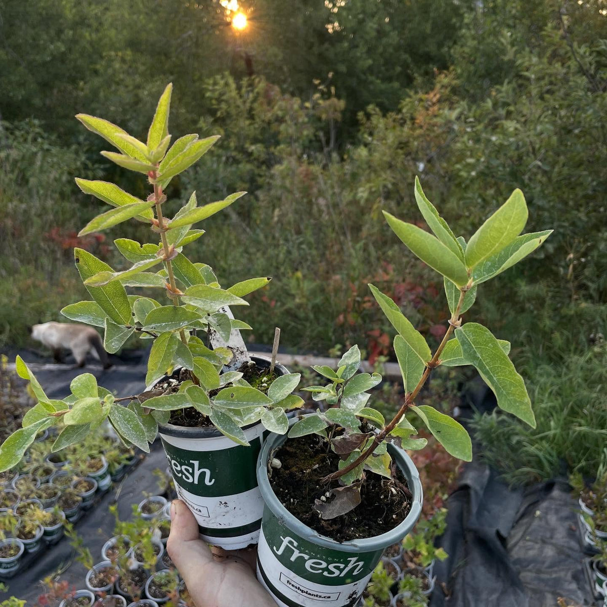 more plants for the fall sale, image 4 of 9