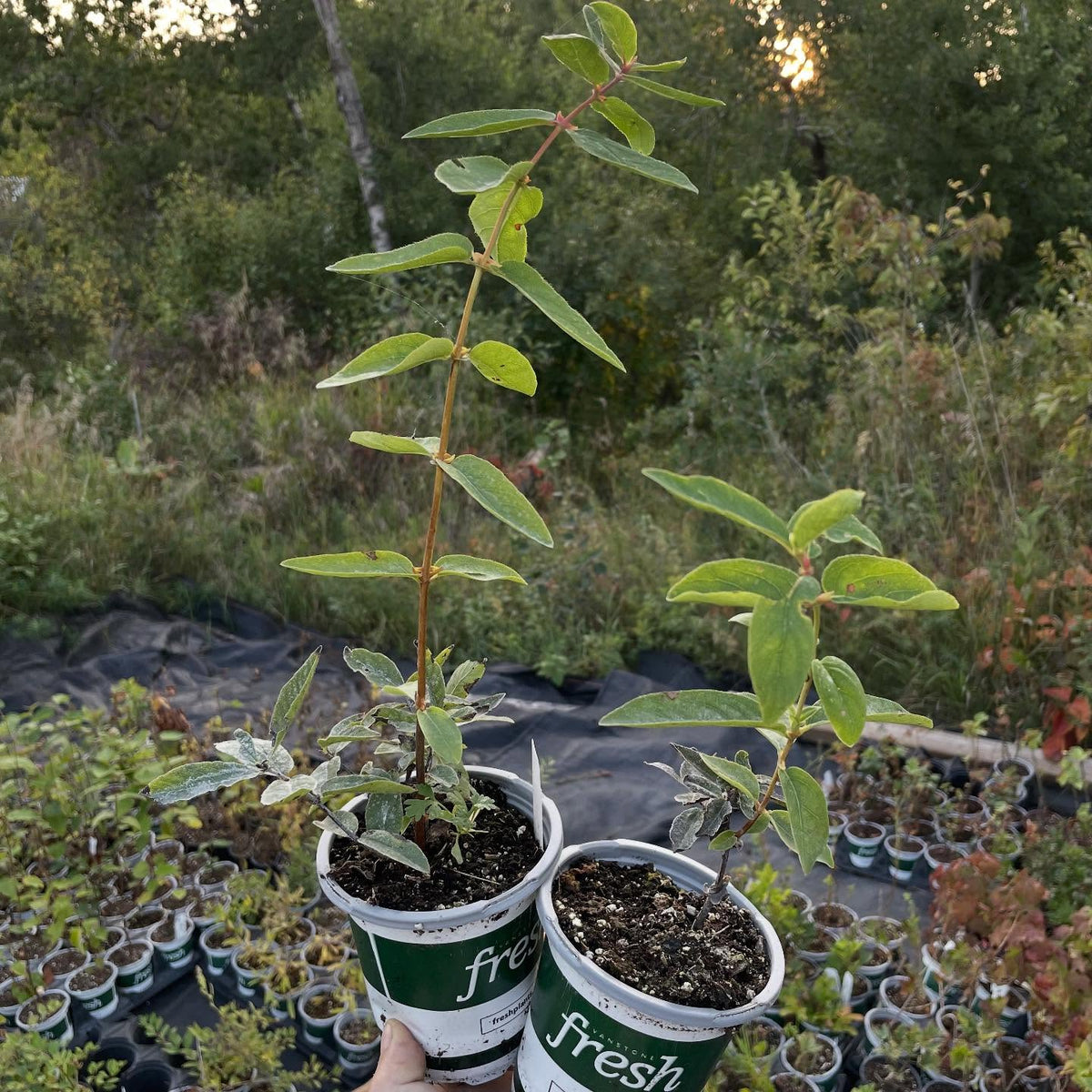 more plants for the fall sale, image 5 of 9
