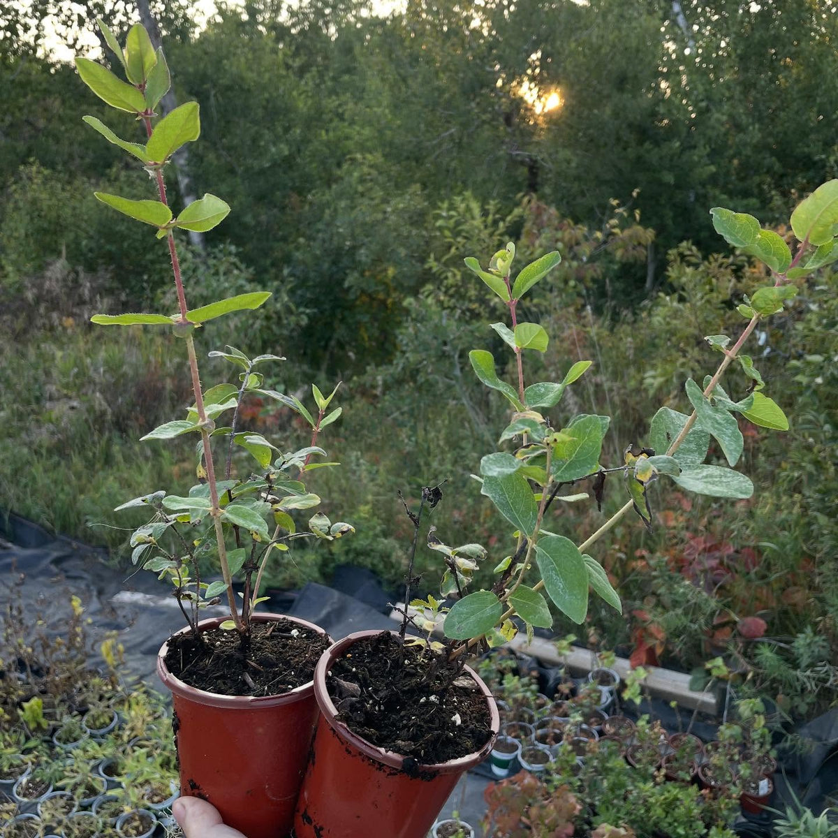 more plants for the fall sale, image 6 of 9