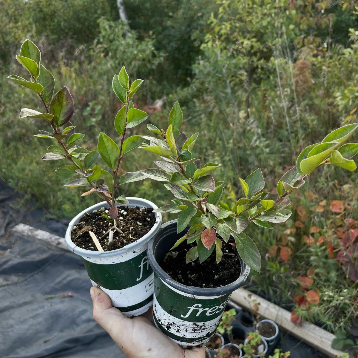 more plants for the fall sale, image 7 of 9