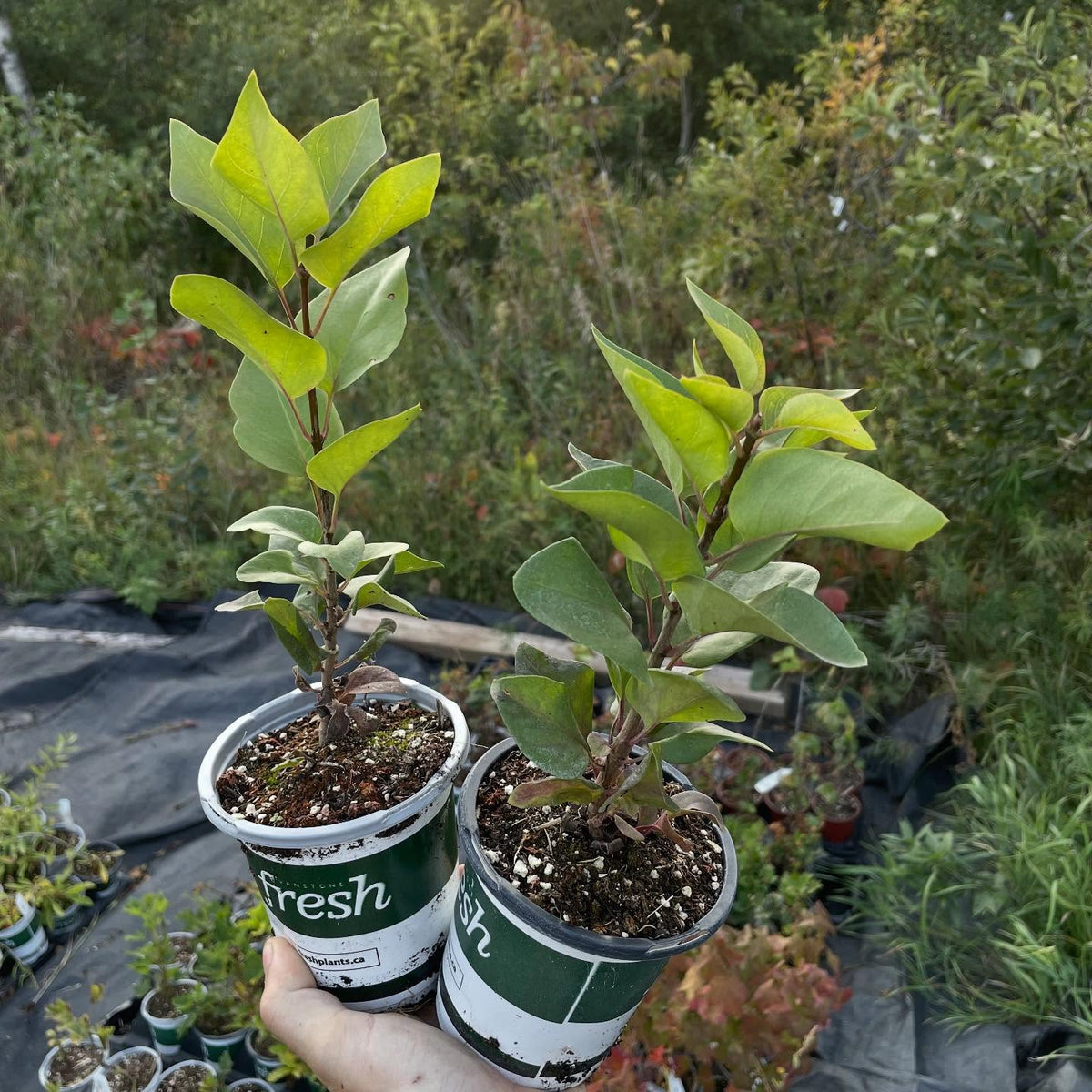 more plants for the fall sale, image 8 of 9