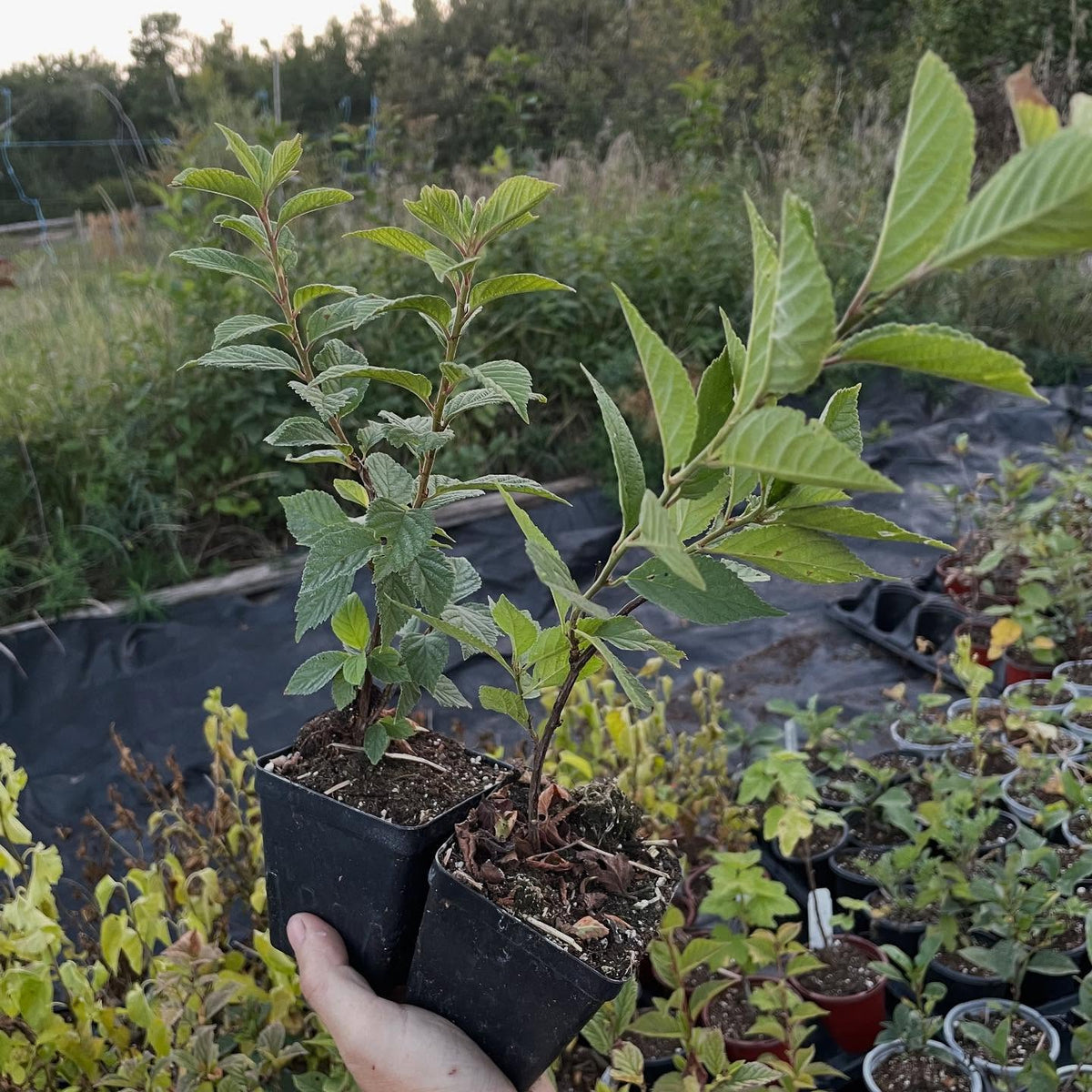 more plants for the fall sale, image 9 of 9