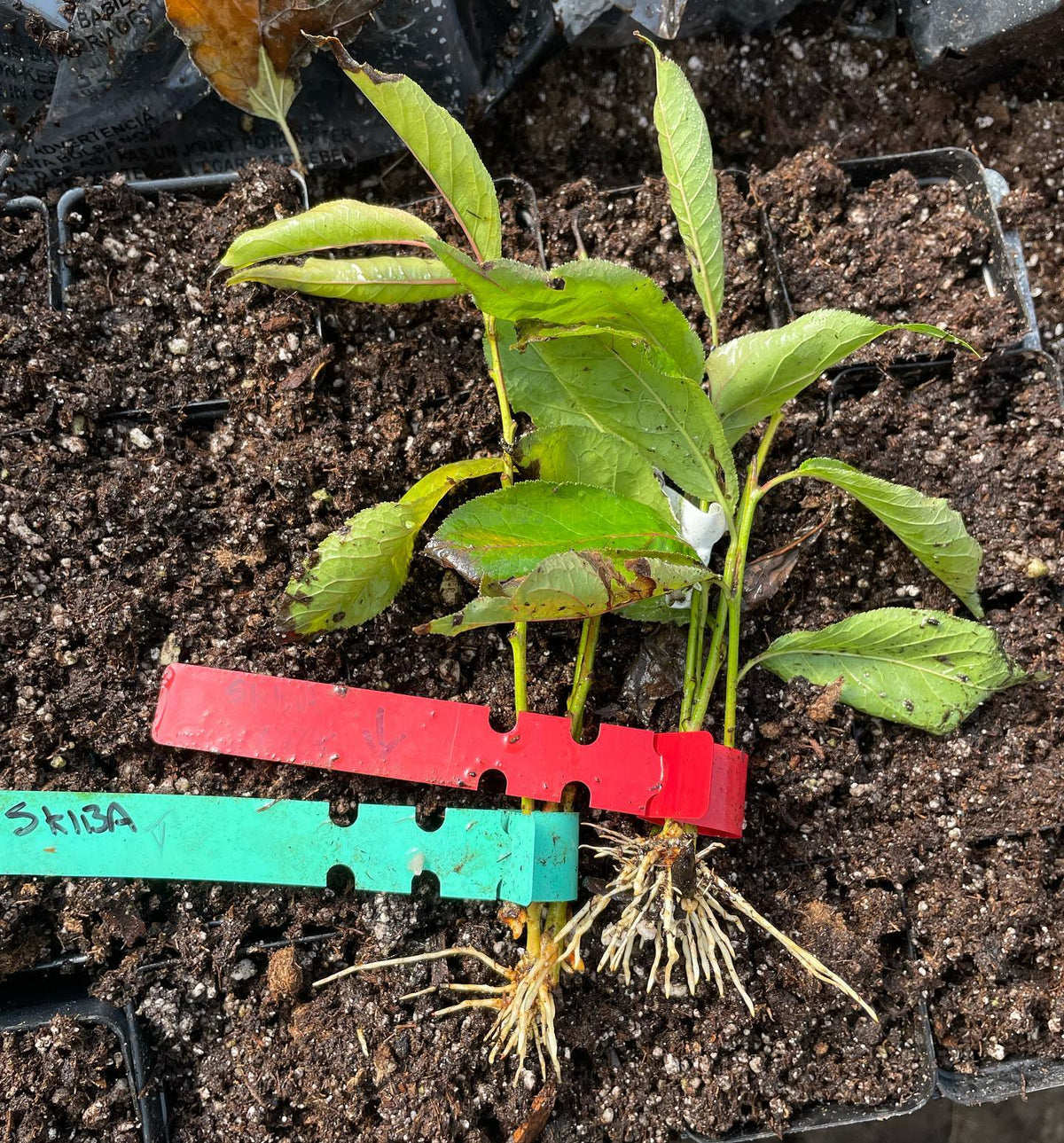 more success rooting domestic plum cultivars at 6 weeks under mist, last two weeks on bottom heat, image 1 of 2