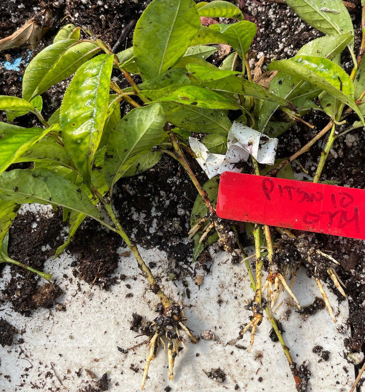more success rooting domestic plum cultivars at 6 weeks under mist, last two weeks on bottom heat, image 2 of 2