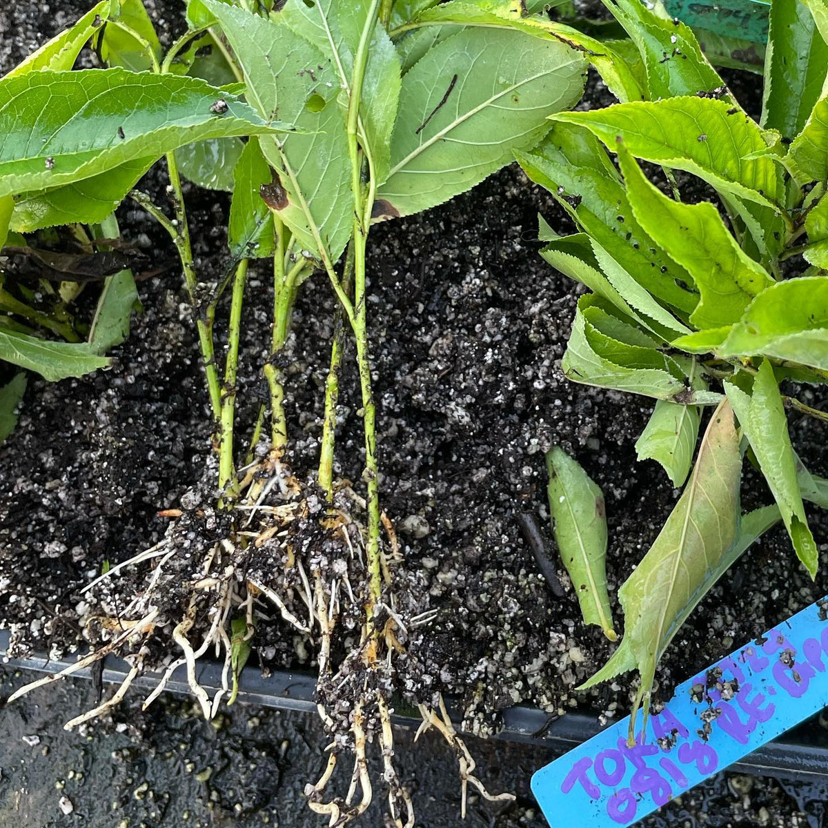 more success rooting hybrid Japanese / American plum variety Toka