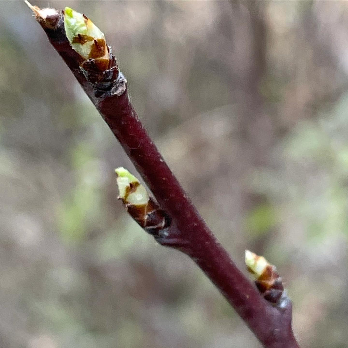Mount Royal plum just coming into leaf, image 1 of 2