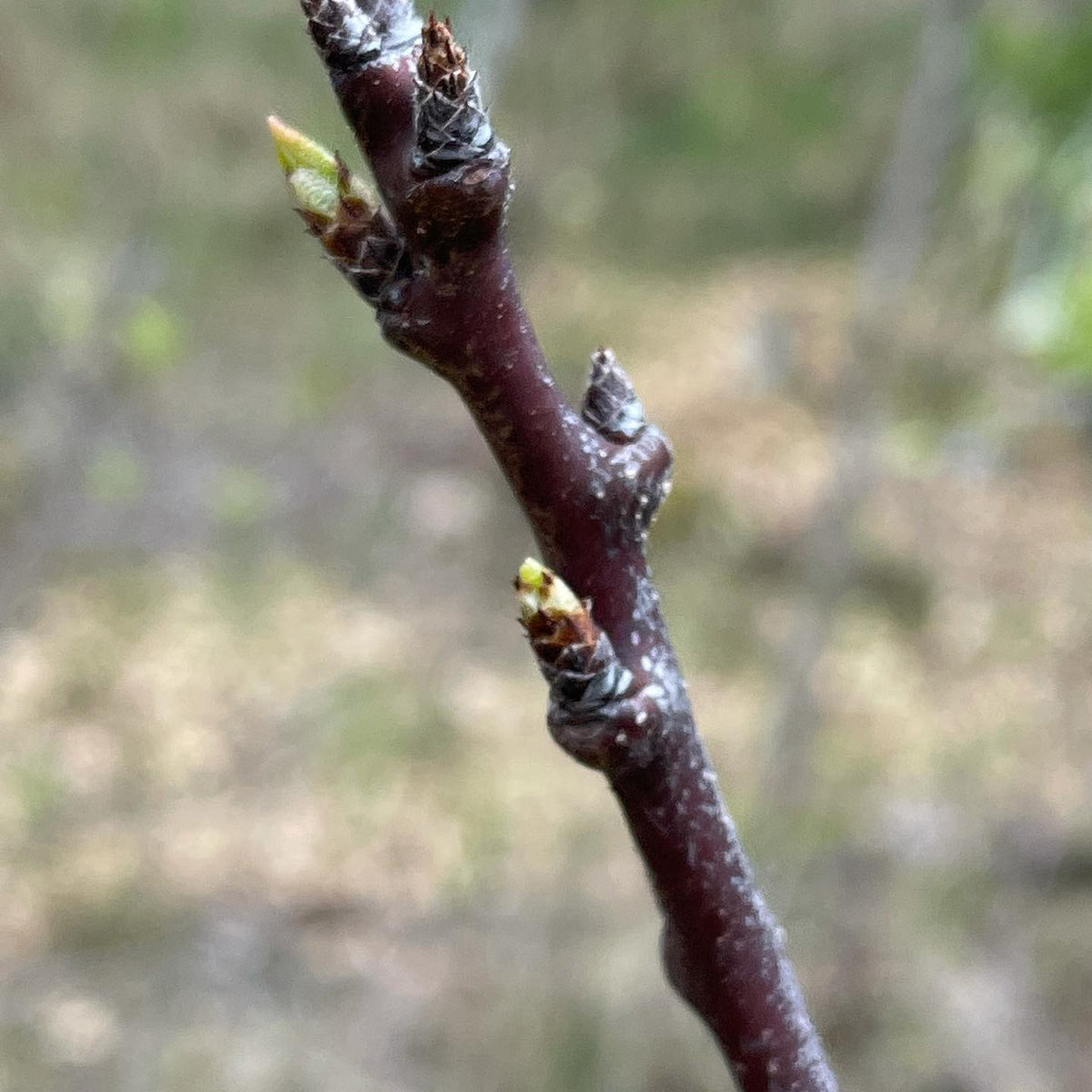 Mount Royal plum just coming into leaf, image 2 of 2