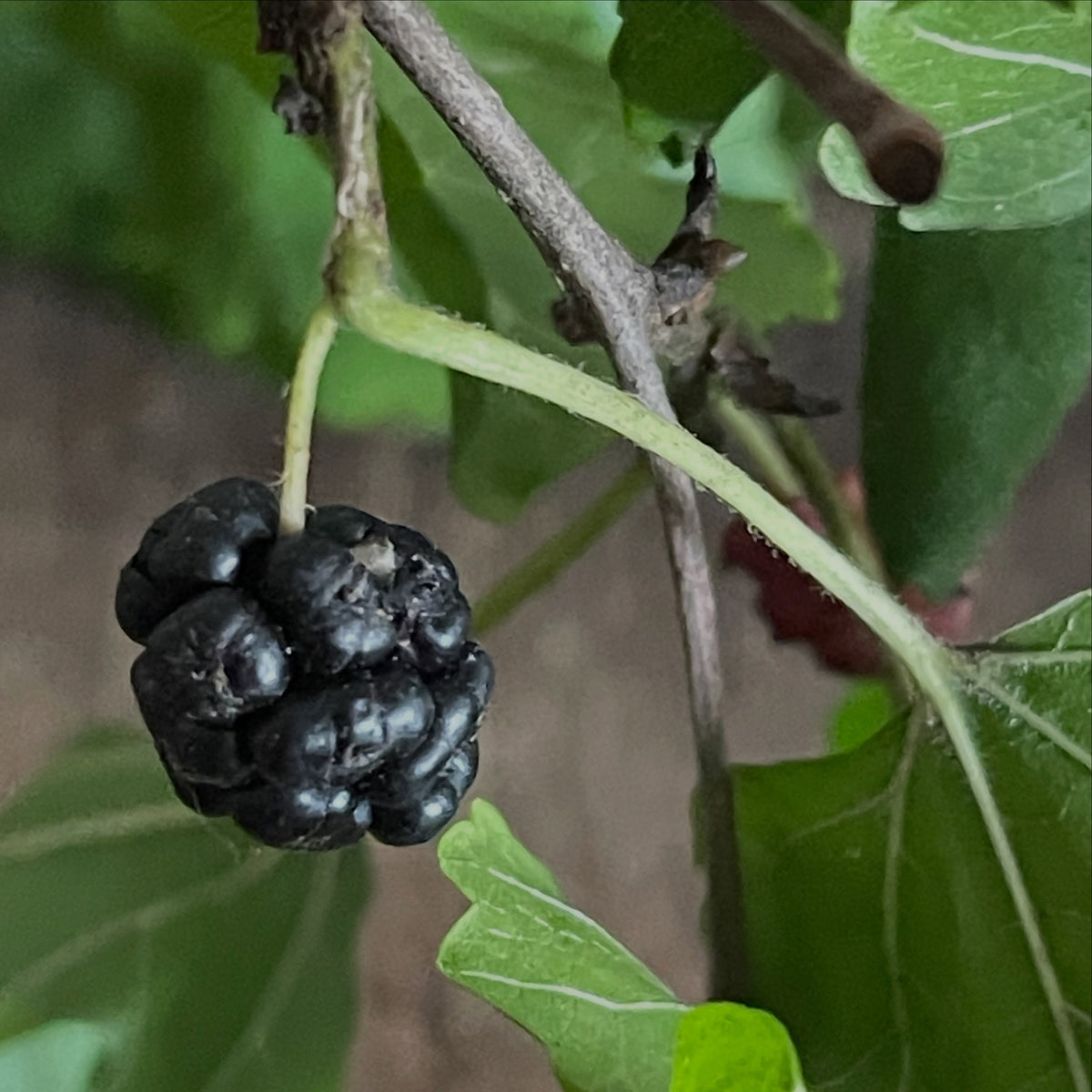 White mulberry fruit in Manitoba, image 1 of 8