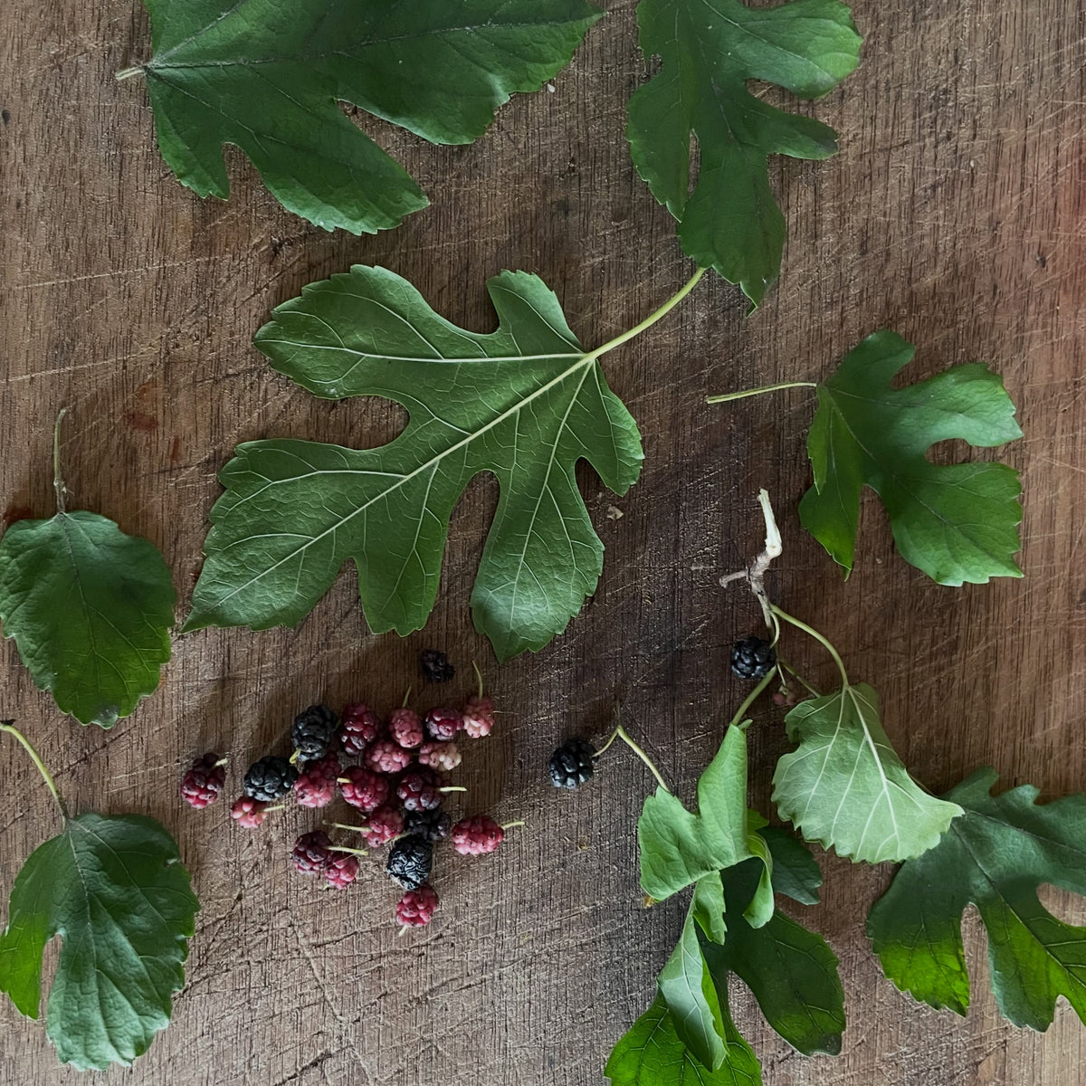 White mulberry fruit in Manitoba, image 2 of 8