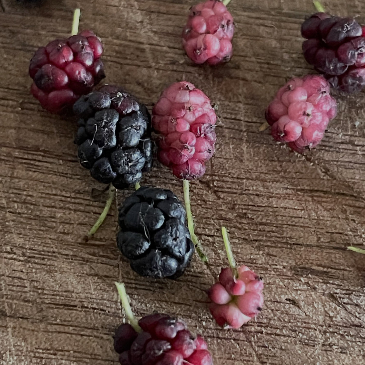 White mulberry fruit in Manitoba, image 3 of 8