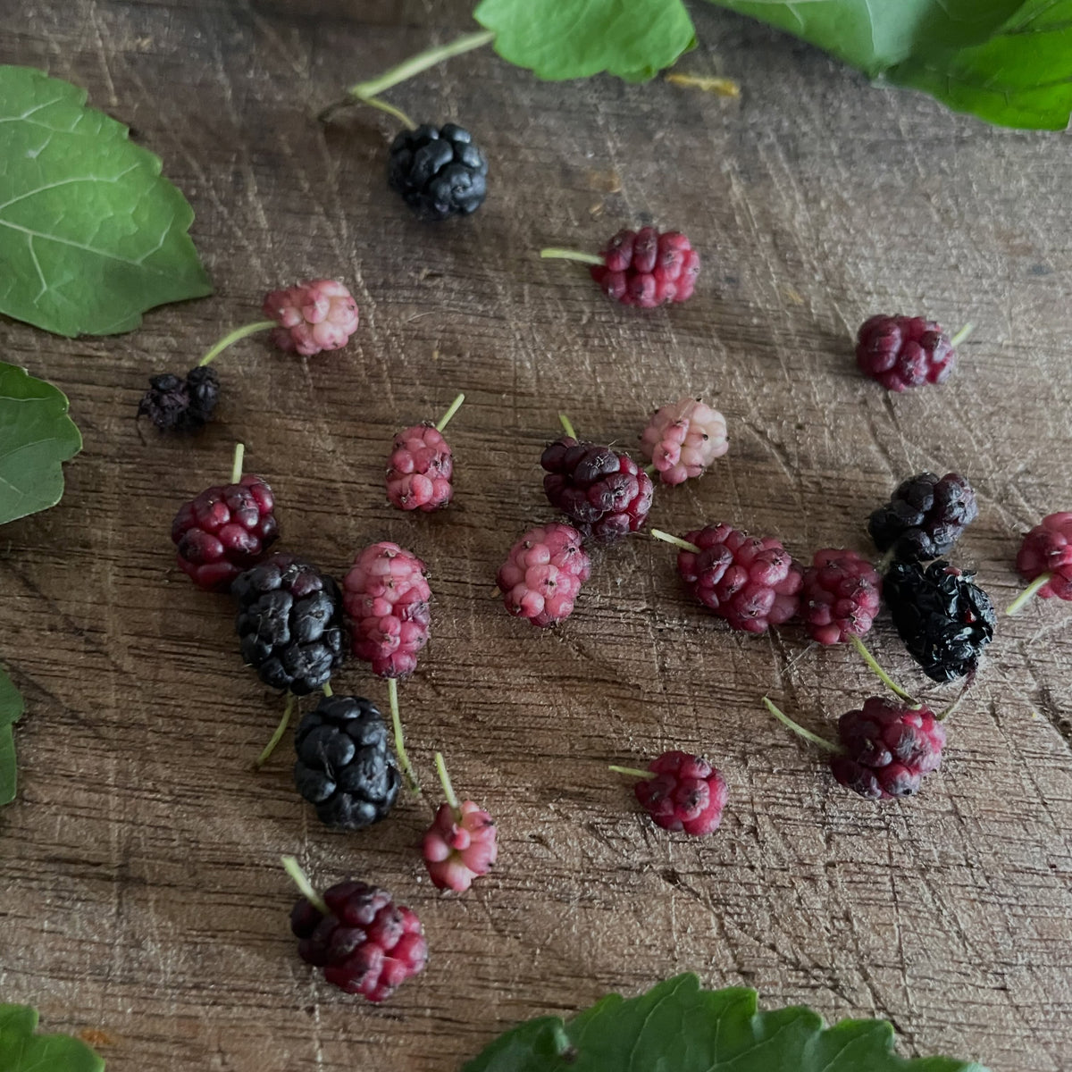 White mulberry fruit in Manitoba, image 4 of 8
