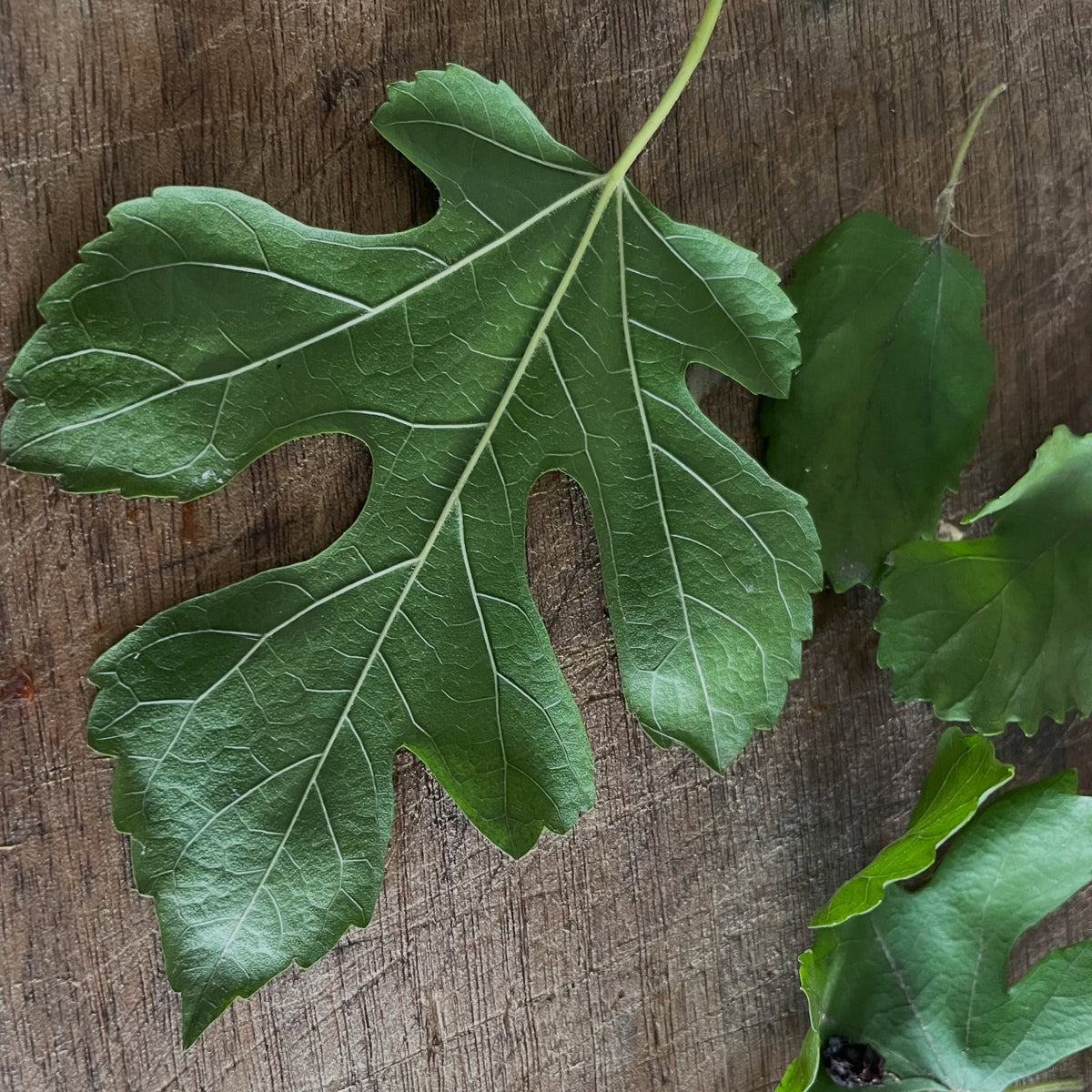 White mulberry fruit in Manitoba, image 5 of 8