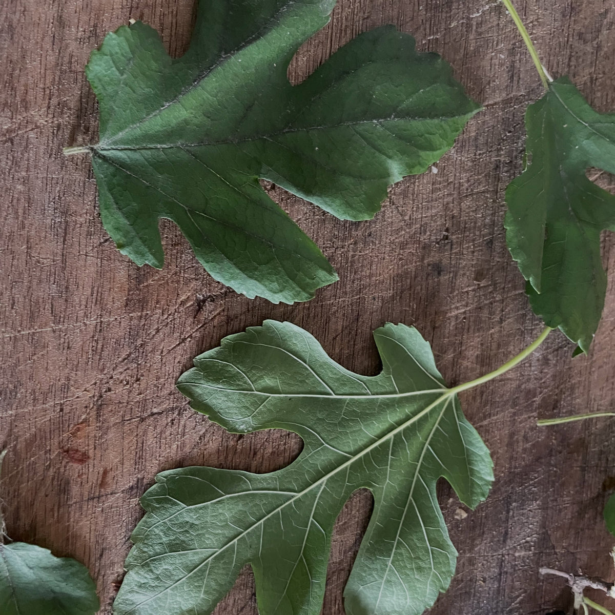 White mulberry fruit in Manitoba, image 6 of 8