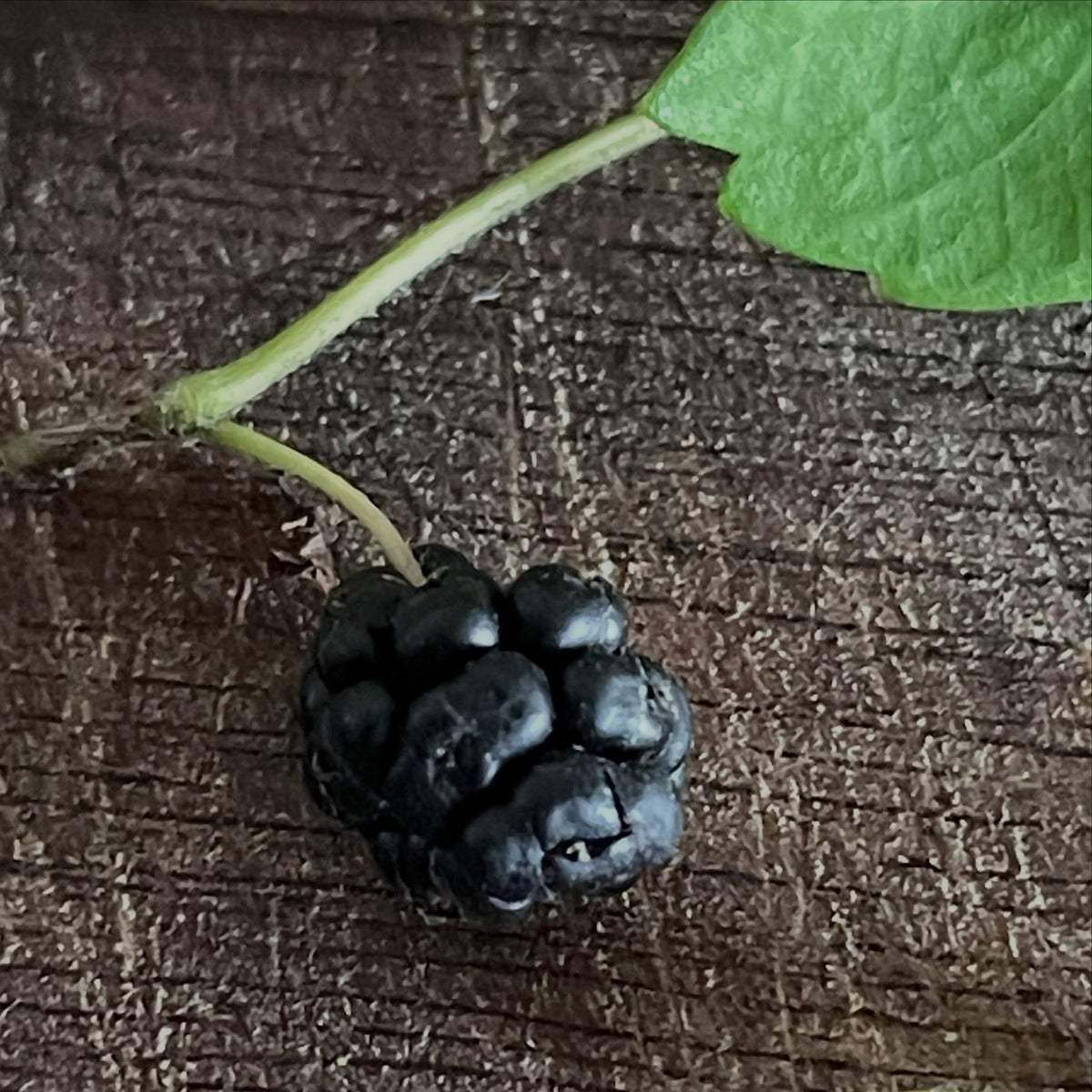 White mulberry fruit in Manitoba, image 7 of 8