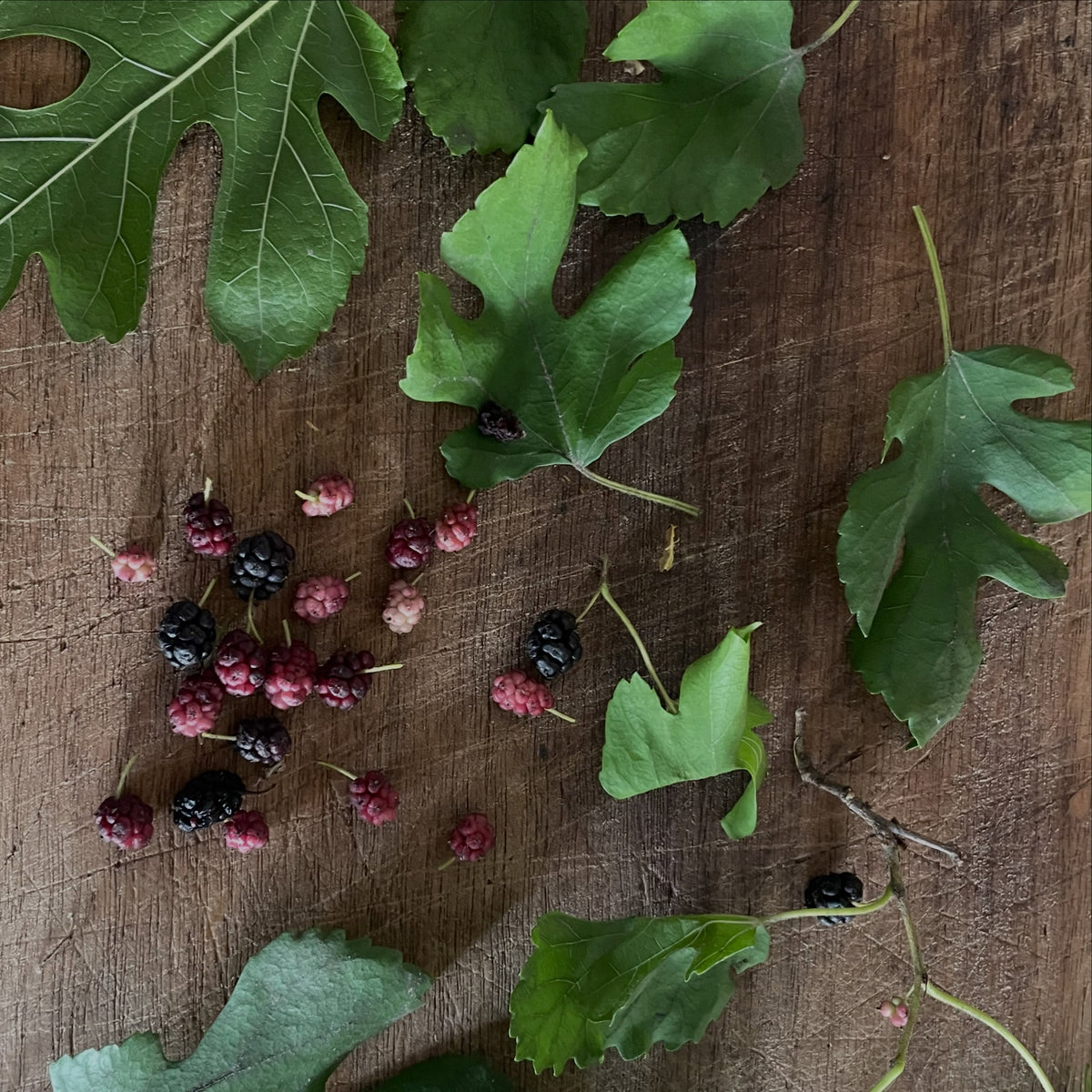 White mulberry fruit in Manitoba, image 8 of 8