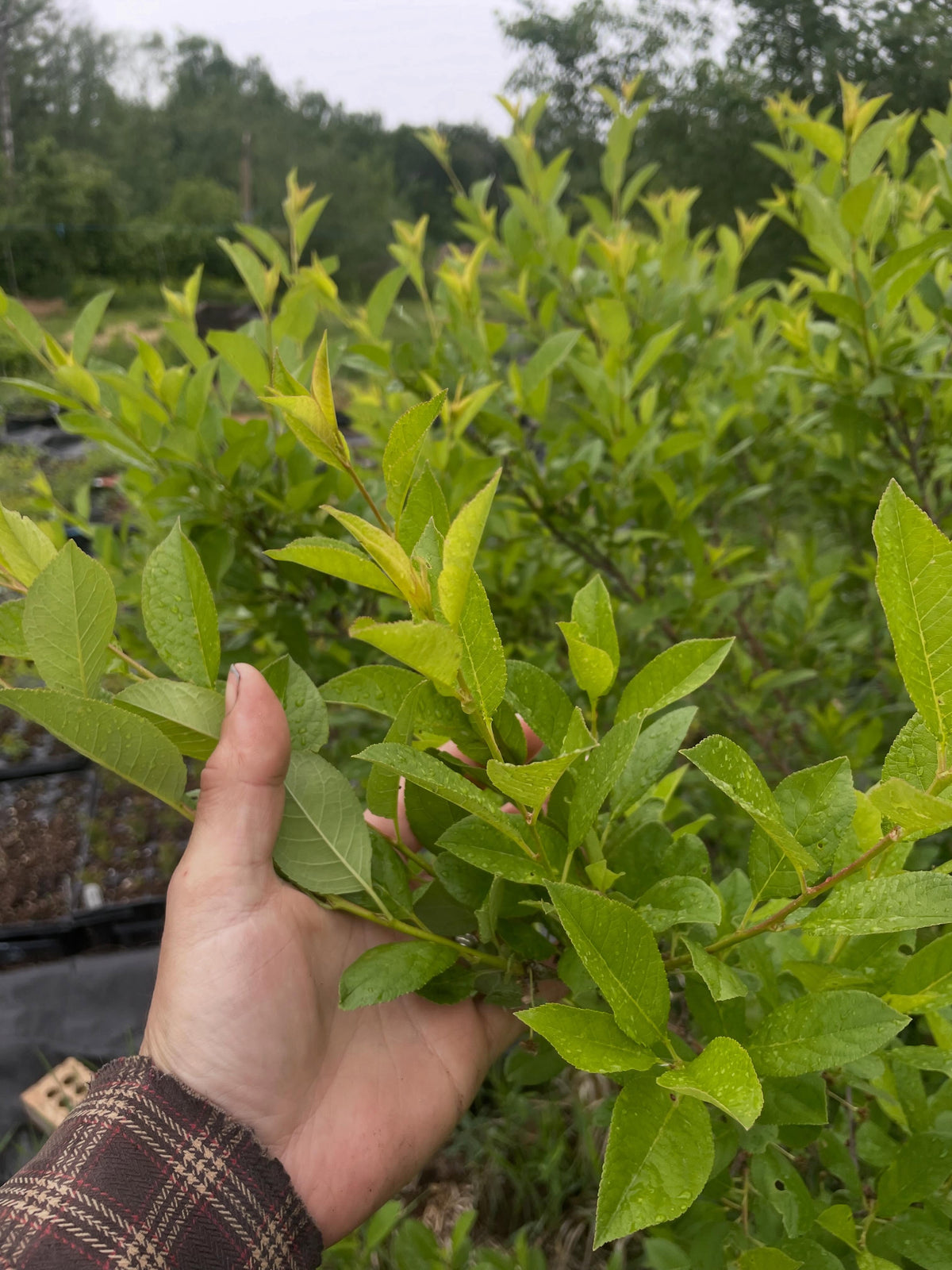 mustang, bushes planted four years ago to trim for cuttings, image 1 of 2