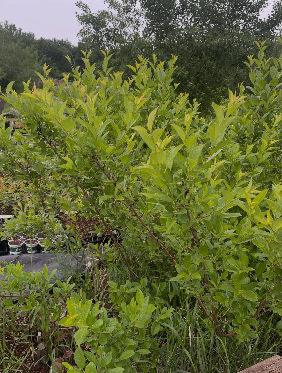 mustang, bushes planted four years ago to trim for cuttings, image 2 of 2
