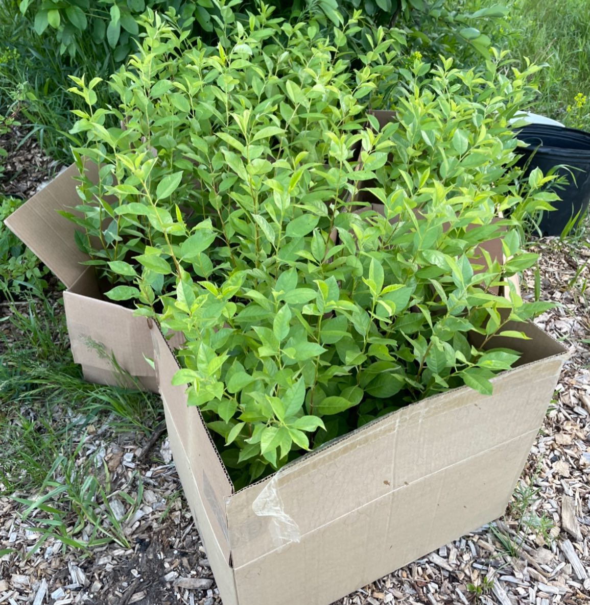 Mustang cherries for budding this fall