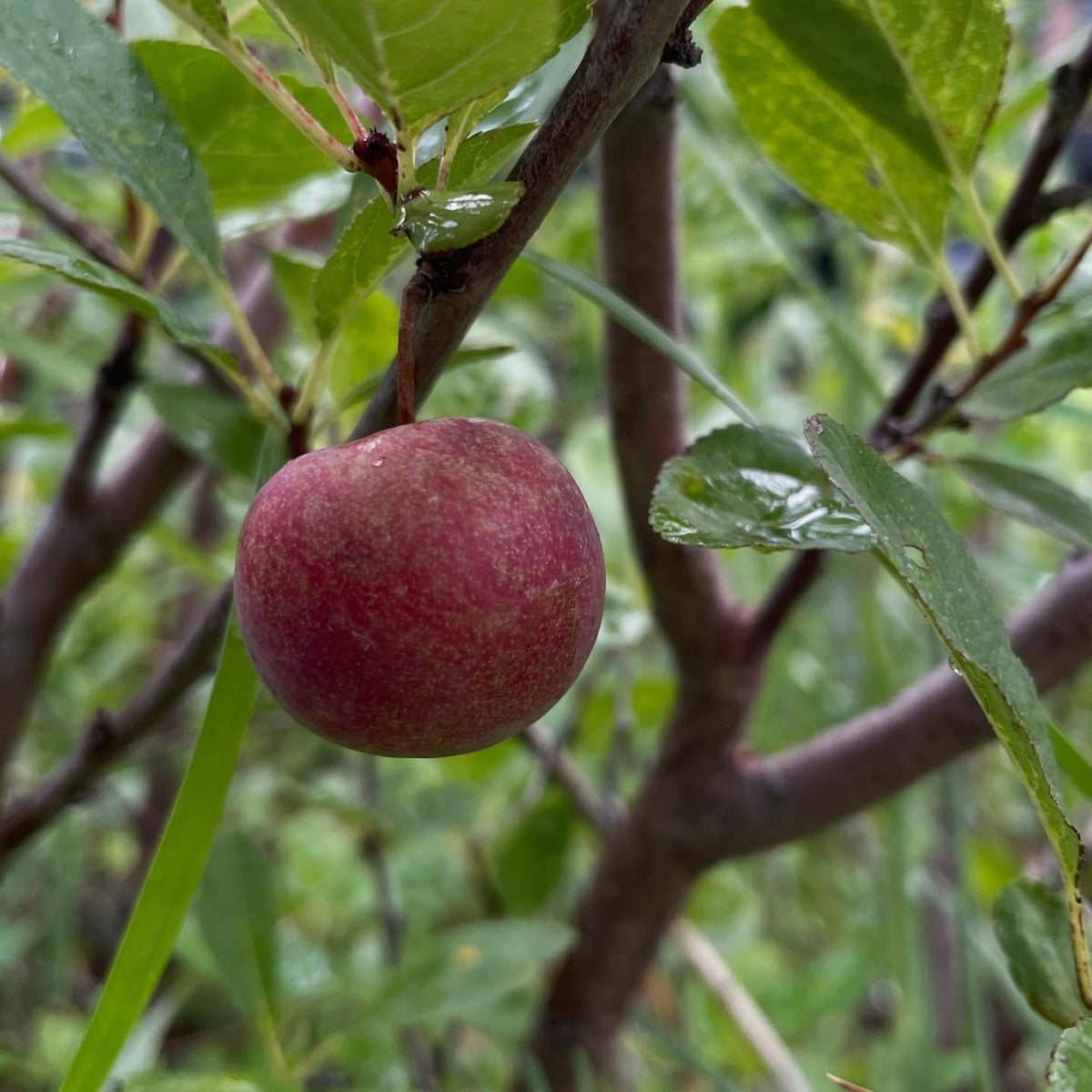 mustang cherry plum, just about ripe I think the color would go a little more burgundy, image 1 of 2