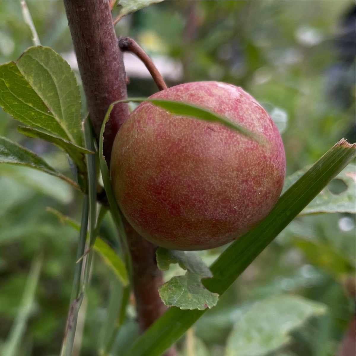 mustang cherry plum, just about ripe I think the color would go a little more burgundy, image 2 of 2