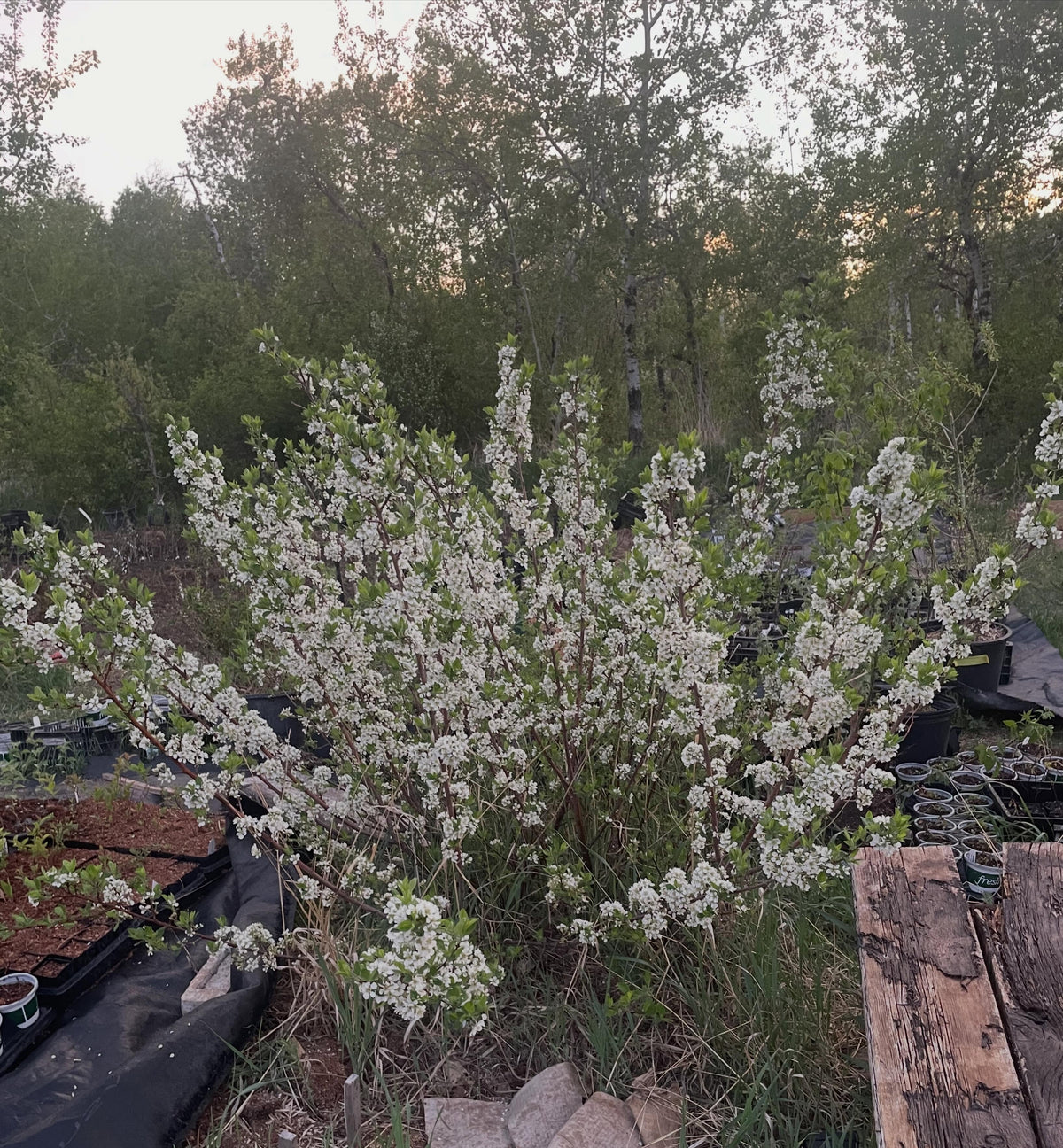 mustang cherry, prunus 'jeffchum' in bloom
