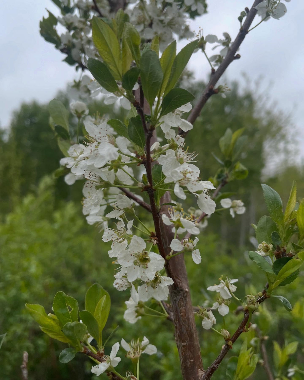 mustang on chokecherry with an interstem, image 1 of 3