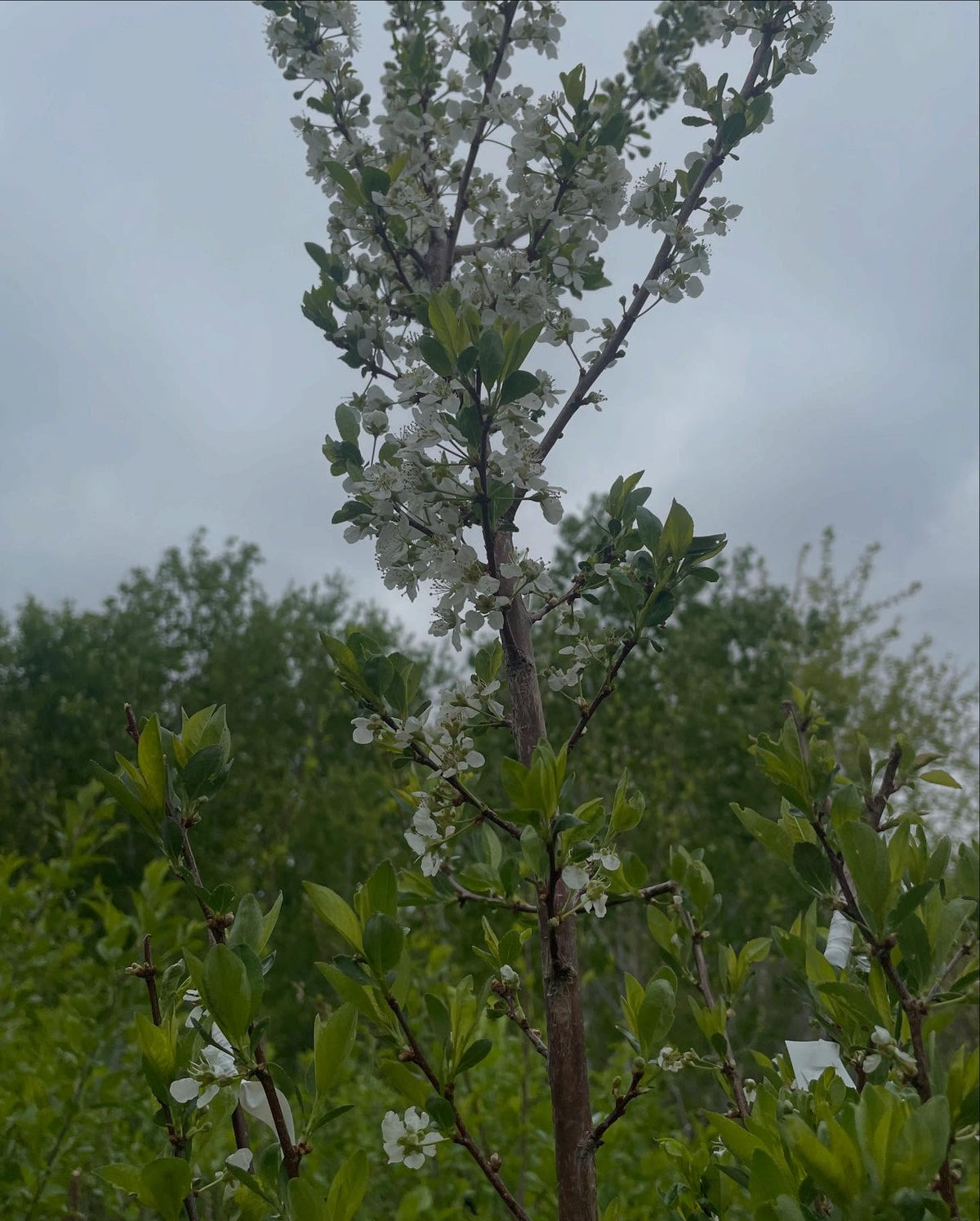 mustang on chokecherry with an interstem, image 2 of 3