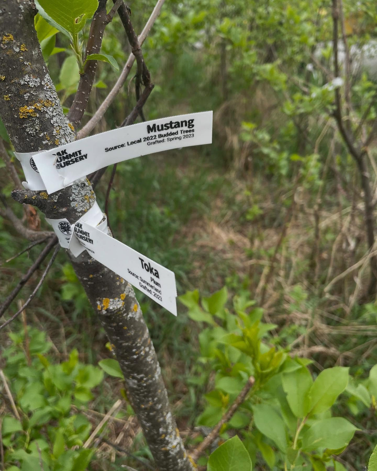 mustang on chokecherry with an interstem, image 3 of 3