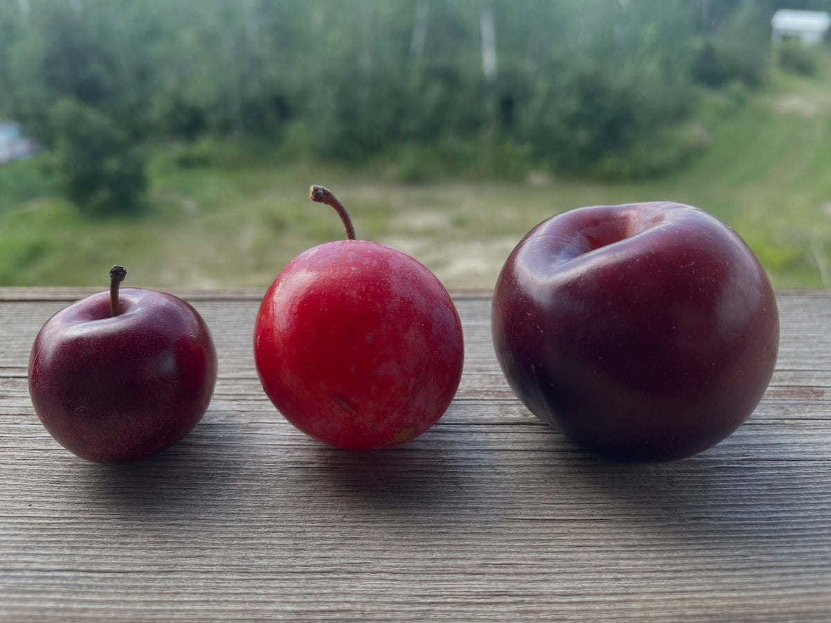 Mustang, Supreme, and Black Ice plums, image 1 of 3
