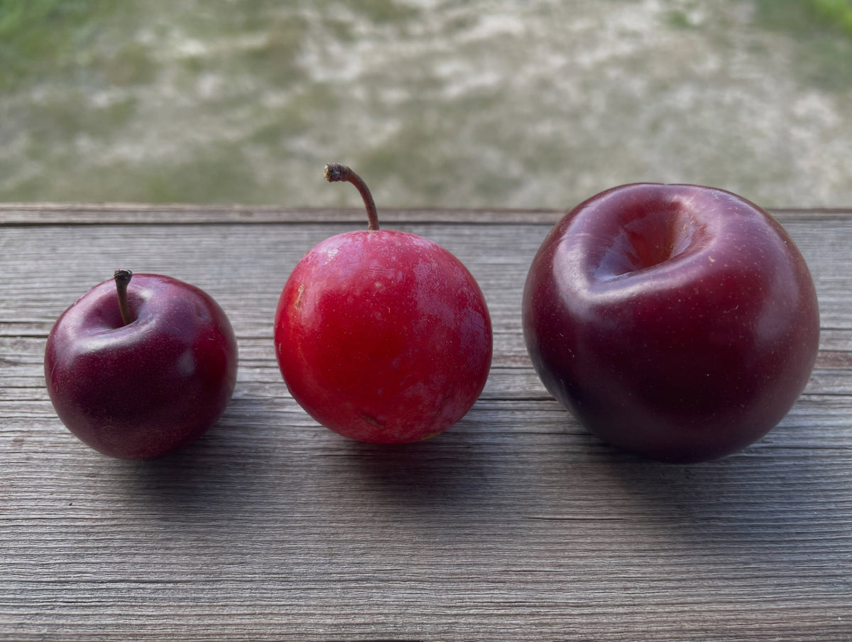 Mustang, Supreme, and Black Ice plums, image 2 of 3