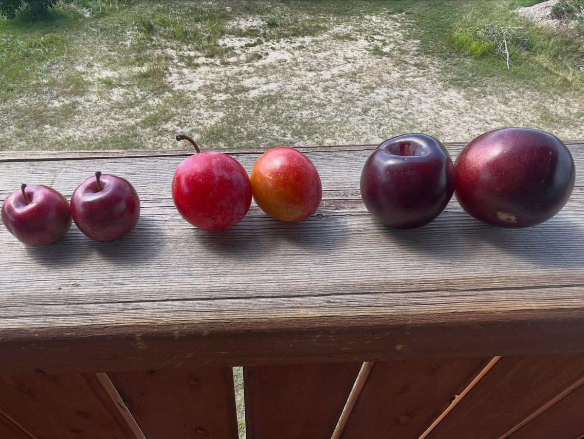 Mustang, Supreme, and Black Ice plums, image 3 of 3