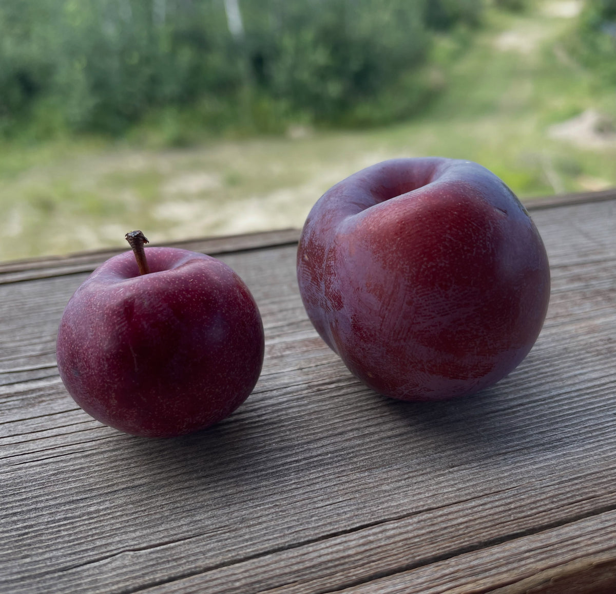 Mustang and Black Ice plum comparison, image 1 of 3