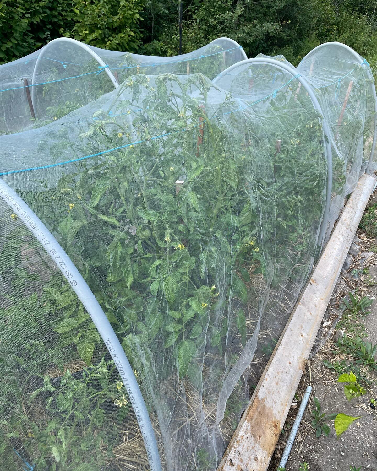 my approach to isolation, to produce true to type tomato and pepper seeds, image 1 of 2