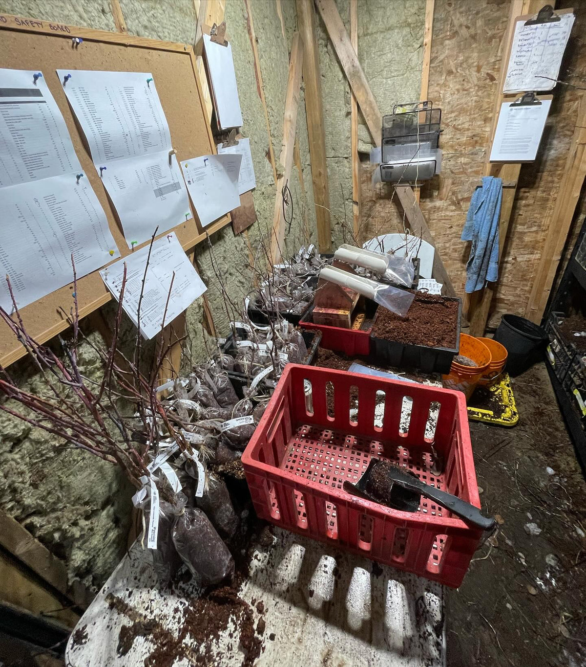 my bagging station in the root cellar, image 1 of 3