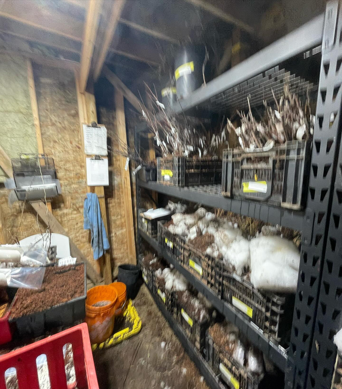 my bagging station in the root cellar, image 2 of 3