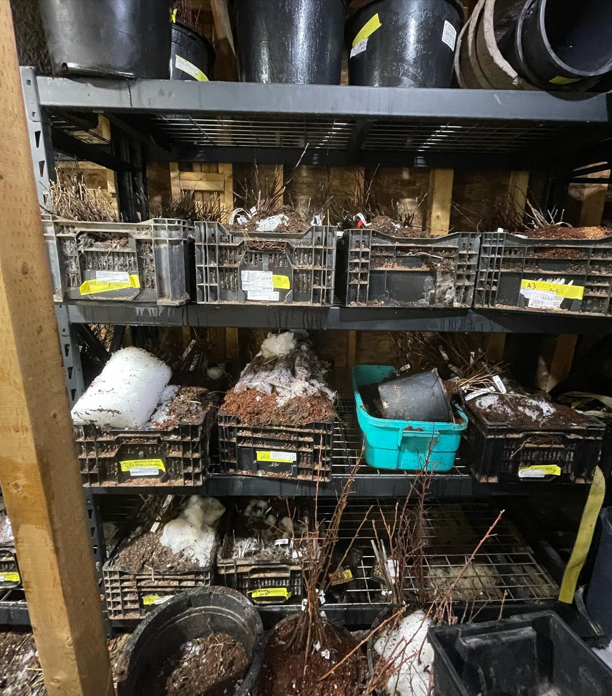 my bagging station in the root cellar, image 3 of 3