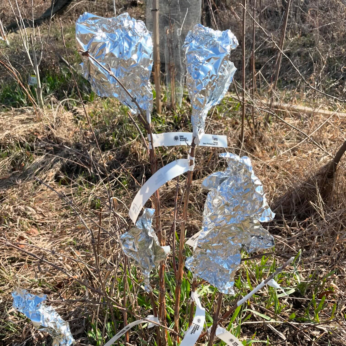 my haskap grafts from the other day covered for the next 2 weeks with tin foil to keep them cool